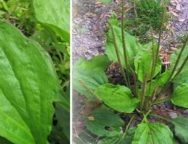 Η γιαγιά το αποκαλούσε «το φύλλο που γιατρεύει» – Φυτρώνει σε κάθε κήπο και έχει απίστευτες φαρμακευτικές ιδιότητες